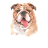 English Bulldog