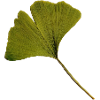 Ginkgo Blatt - Ginkgoblatt Foto