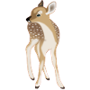 cute fawn