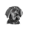 Mastiff