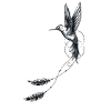hummingbird feathers geometry