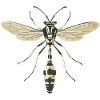 insect