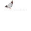 Murmures de pigeons