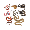 Serpents chasseur reptile cueilleur