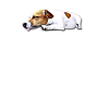 Jack Russell