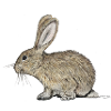 Rabbit/Kaninchen