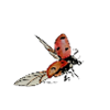 Ladybug / ladybug