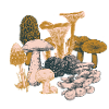 edible mushrooms bouquet