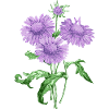 Summer flower with purple flowers