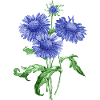Summer flower with blue flowers
