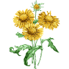 Fleur d'été à fleurs jaunes