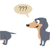 Teckel confus