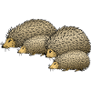 Igel