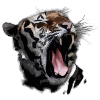 Tiger, a wild animal