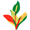 Anthurium