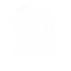 Havaneser Weiß