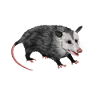 Possum - Awesome Possum