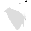 Samojed uler