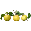 Quitten