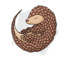 armadillo