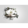 White water lily