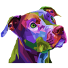 Bunter Pitbull