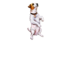 Jack Russell
