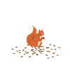 squirrel