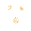 Spanish Daisies