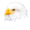 Bald eagle