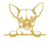 Never underestimate a Chihuahua