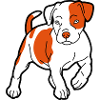 american staffordshire terrier