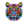 Tiger animal