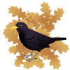 Blackbird on autumn foliage