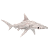 Grand requin-marteau, requin, requin