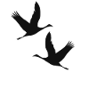 Birds bird geese cranes