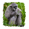 Singe Monkey Gibbon affe