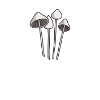 Liberty Cap Mushroom Magic