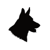 Dog head German Shepherd