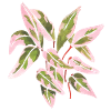 Triostar Stromanthe aquarelle feuilles roses
