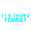 Flat-Coated Retriever