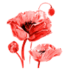 Poppy flower