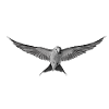 Grey bird in monochrome flight