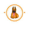 Malinois Belgian Shepherd Dog