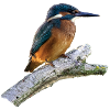 Kingfisher on a branch