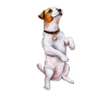 Jack Russell
