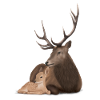 Papa deer and his fawn