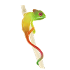 chameleon