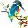 Bunter Vogel