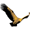 Vulture